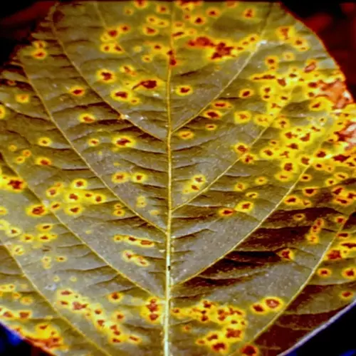 closeup of bacterial leaf spot on a leaf showing yellow halos around dark lesions