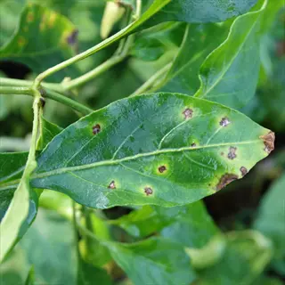 closeup of bacterial leaf spot with dark spots and yellow halos on a leaf