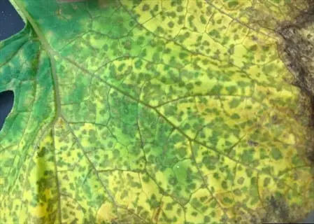 closeup of downy mildew leaves with yellow and green spots