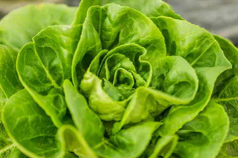 closeup of optima butterhead lettuce with vibrant green, tender leaves in a loose-head formation