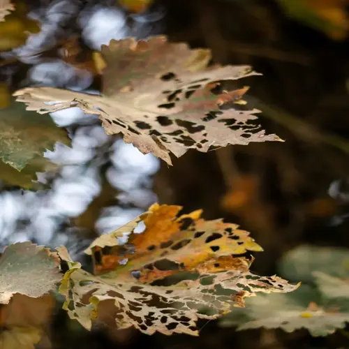 closeup of two diseased plant leaves with extensive damage, holes, and brown decay patterns