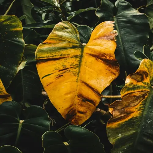 closeup of vibrant yellow plant leaves with green edges and brown spots, surrounded by lush tropical foliage