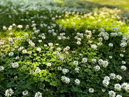 clover patch garden corner with white flowers and green leaves, sunlight filtering through