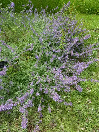 clump of catmint (nepeta species) with abundant purple flowers among grassy vegetation, botanical label present