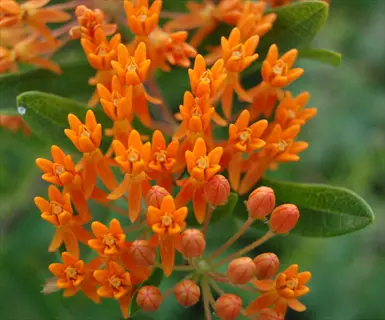 cluster of butterfly weed (asclepias tuberosa) orange flowers with unopened buds and green leaves