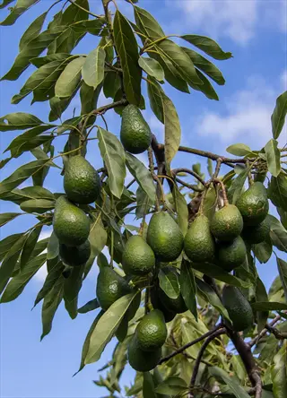 cluster of gwen avocado fruits growing on tree branches with green leaves against blue sky