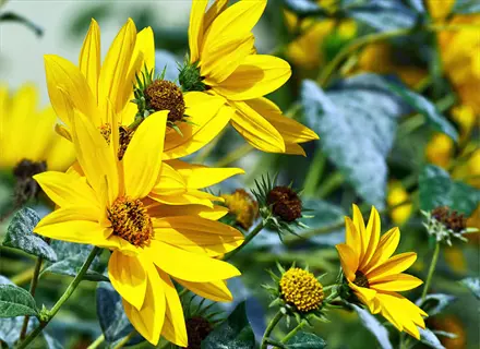 cluster of lemon queen sunflowers with bright yellow petals and dark centers blooming among green foliage in a sunny garden