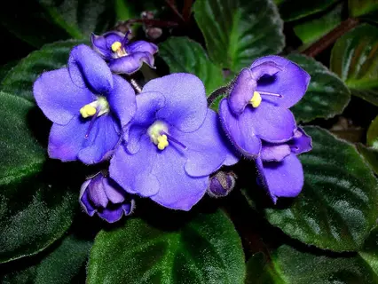 cluster of purple african violet flowers with yellow centers and dark green fuzzy leaves