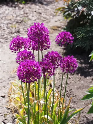 cluster of purple allium purple globe flowers with spherical blooms on green stems in a garden setting