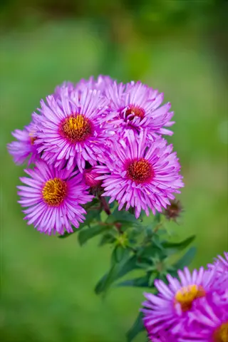 cluster of purple aster flowers (symphyotrichum species) with yellow centers against green foliage