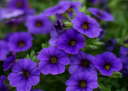 cluster of purple petunia flowers with vibrant petals and green foliage in the background