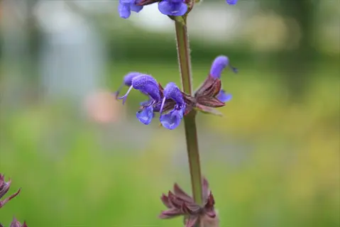 cluster of purple salvia flowers on a stem with soft green bokeh background