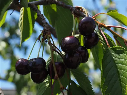 cluster of ripe black tartarian cherries with deep purple skin hanging from a branch with green leaves