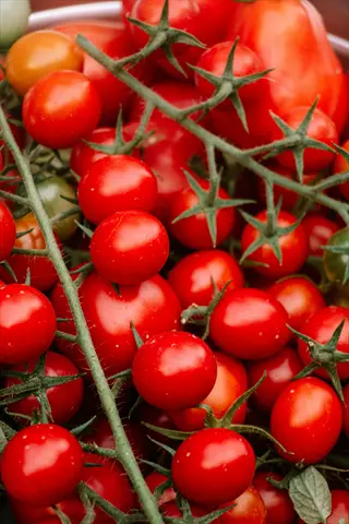 cluster of ripe grape tomatoes (juliet variety) on the vine with green stems