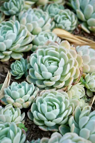 cluster of succulent plant echeveria rosettes with pastel green and white hues growing in soil