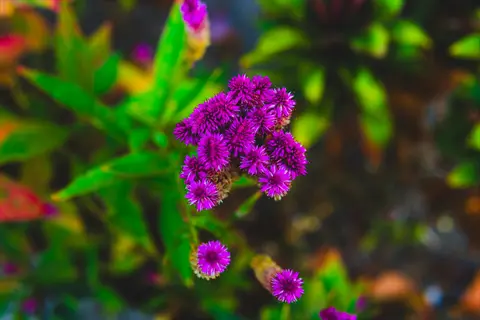 cluster of vibrant purple globe amaranth flowers with spherical blooms and green foliage in soft-focus background