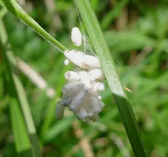 cluster of white parasitic wasp eggs (cotton-like cocoons) attached to a green plant stem in a sunlit garden setting