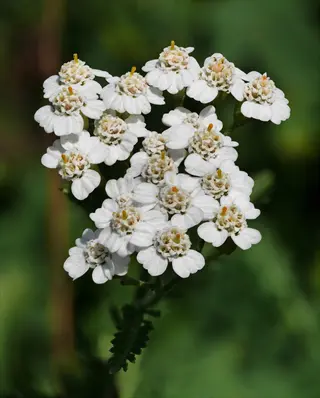 cluster of white yarrow (achillea) flowers with small daisy-like blooms and yellow-centered buttons on green stems