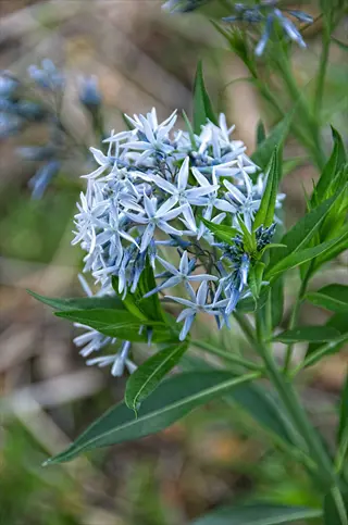 clusters of blue star amsonia flowers (amsonia species) with pale blue star-shaped blooms and lush green foliage, soft bokeh background