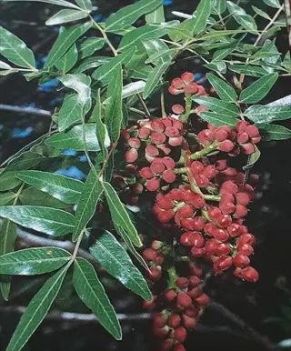 clusters of red berries and compound leaves on grafted pistachio tree, illustrating 'select the right rootstock' concept