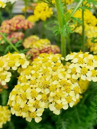 clusters of yarrow achillea yellow flowers with feathery green foliage, ideal for pollinator gardens