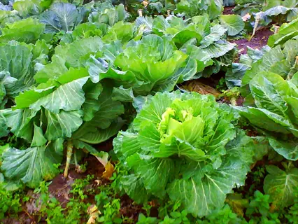 collard greens garden: rows of mature collard plants with large, dark green, flat leaves growing in fertile garden soil