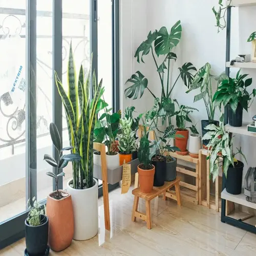 collection of diverse indoor plants in pottery pots on wooden stands near a sunlit window