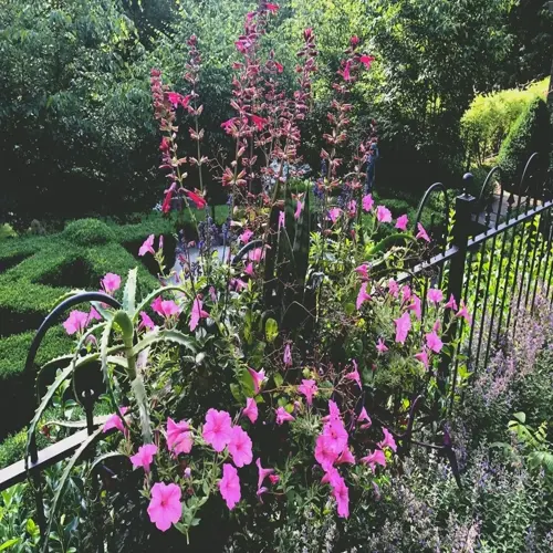 colorful annual flower garden with pink flowers and greenery along a fence
