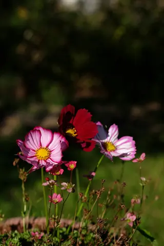 colorful cosmos flower garden with pink and red blooms in a sunny outdoor setting