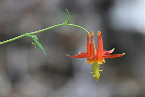 columbine red yellow flower (aquilegia) with spurred petals and a spider on its stem in a woodland setting