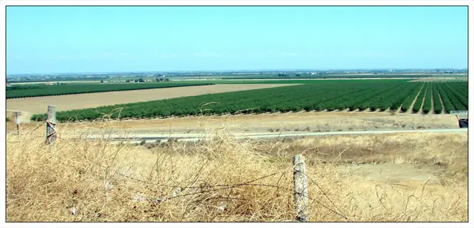 commercial california asparagus field (uc 157 variety) with neat rows stretching across fertile land under a clear blue sky