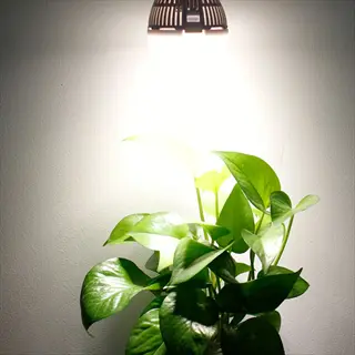 compact grow light fixture illuminating a mature pothos plant against a plain wall background