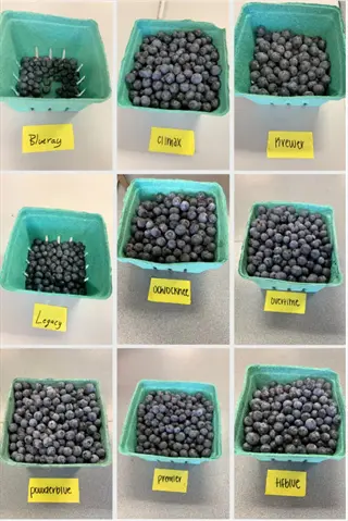 comparison of blueberry varieties in containers labeled blue ray, climax, hopper, legacy, ochlockonee, overtime, powderblue, premier, h4blue