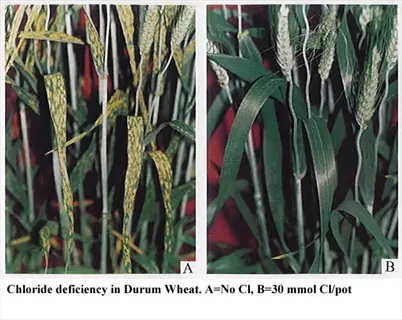comparison of durum wheat showing chloride (cl) deficiency (a) and sufficient chloride levels (b), with text description