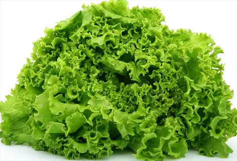 concept green leaf lettuce head with deeply lobed, ruffled green leaves against a plain white background