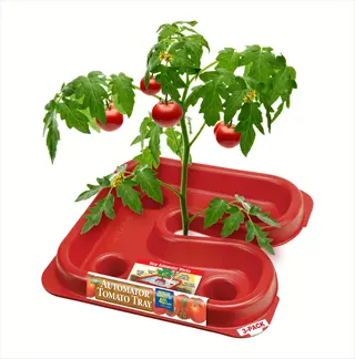 container tomato patio plant in automator tomato tray with ripe red tomatoes and green leaves, designed for small-space gardening