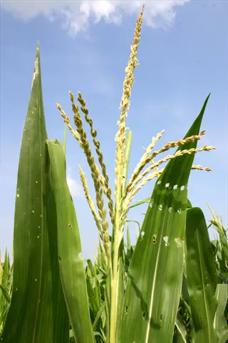 corn tassels and developing ears with silks emerging, against a blue sky background - illustrating pollination preparation