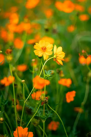 cosmos flowers garden: vibrant orange blooms with golden centers among feathery green foliage in a soft-focus garden (cosmos)
