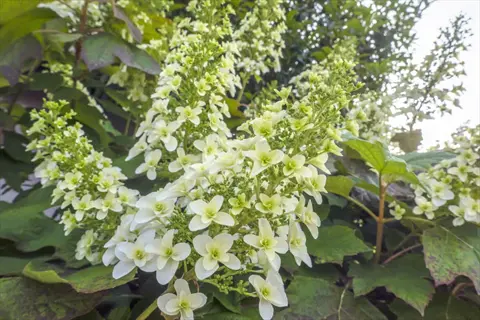 creamy white oakleaf hydrangea blooms (hydrangea quercifolia) with large lobed leaves in soft focus