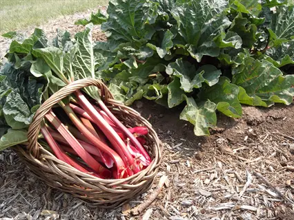 crimson rhubarb garden with harvested stalks in a wicker basket beside growing plants on soil with wood chips