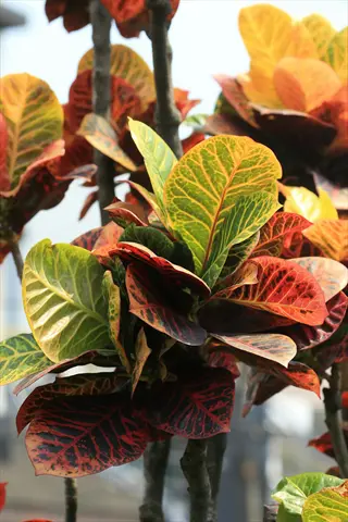 croton plant with vibrant multicolored leaves in red, green, yellow, and dark patterns on multiple branches