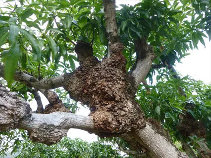 crown gall plant with large, rough galls on the tree trunk
