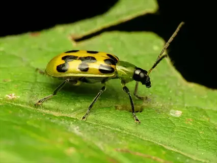 cucumber beetle pest on a green leaf, relevant for 'monitor for pests early'