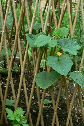 cucumber plant growing on a trellis in a garden, relevant for 'support vining varieties'