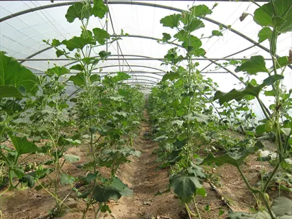 cucumber seedlings growing in greenhouse with proper spacing, relevant for 'space plants properly'