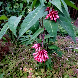 cuphea firecracker plant with clusters of vibrant red tubular flowers and large green leaves growing in a garden setting