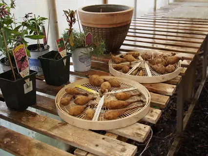 dahlia tubers storage on trays with plant labels in a greenhouse setting