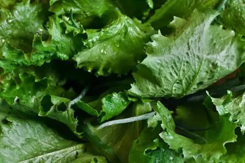 dark green green forest romaine lettuce leaves in closeup with water droplets