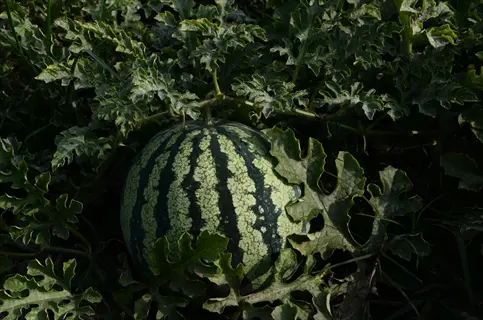 dark green watermelon in garden with vine leaves