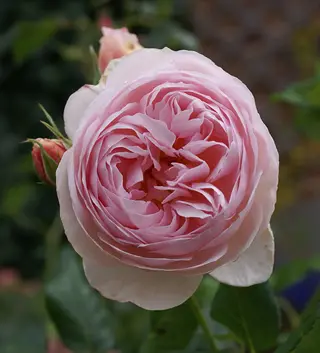 david thompson rose pink (rugosa) in full bloom with layered petals and green foliage